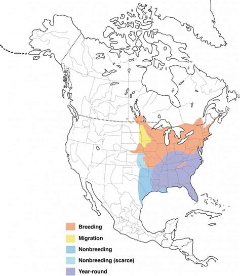 Eastern Towhee In Winter