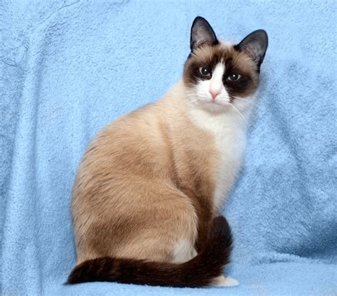 8 Striking Colorpoint Cat Breeds And Color Patterns