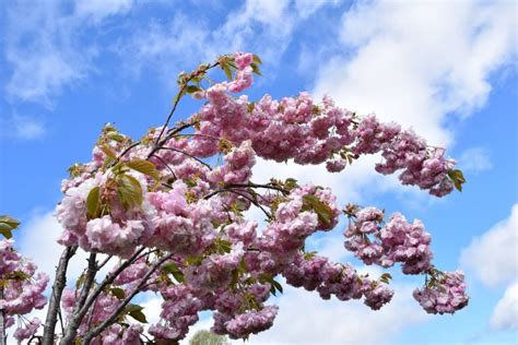 Nama taman sakura berkaitan dengan keberadaan tanaman bunga sakura di objek wisata ini. Perbandingan Taman Bunga Sakura Keputih Dengan Taman Bunga ...