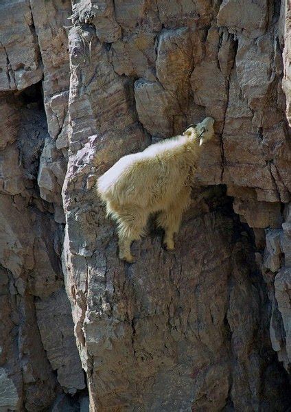 Top 11 Mountain Goats In A Miserable Position While Climbing A Cliff
