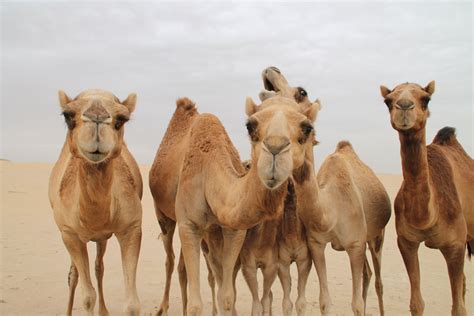 Camels Free Photo Download Freeimages