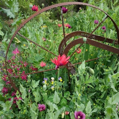 Black negligee bugbane features bold spikes of fragrant white flowers with shell pink overtones rising above the foliage from mid to late. Rare Poppy Seeds for Sale in 2020 | Annual flowers, Flower ...