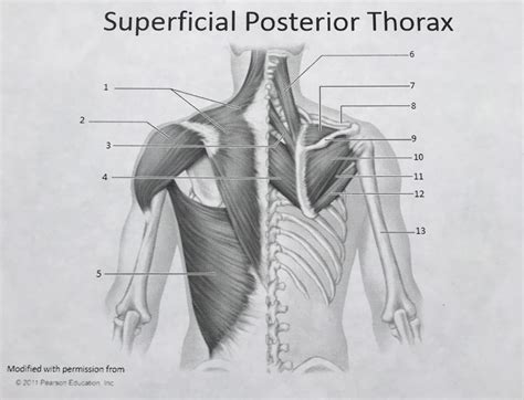 External Practicum Superficial Posterior Thorax Diagram Quizlet