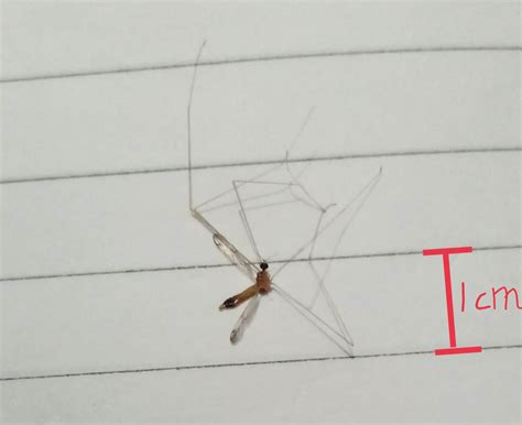 What Is The Name Of This Mosquito Like Insect Echemi