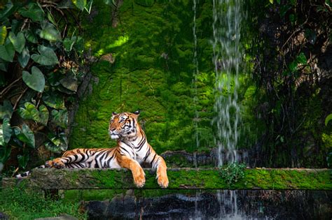 Bengal Tiger Resting Near The Waterfall With Green Moss From Inside The