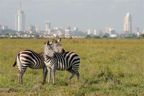 Safari Por El Parque Nacional De Nairobi Tourse Excursiones