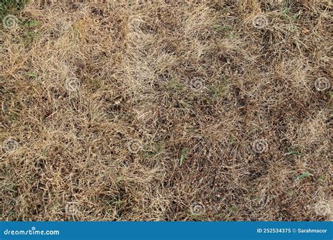 A Patch Of Dead Grass Texture Stock Image Image Of Texture Lawn