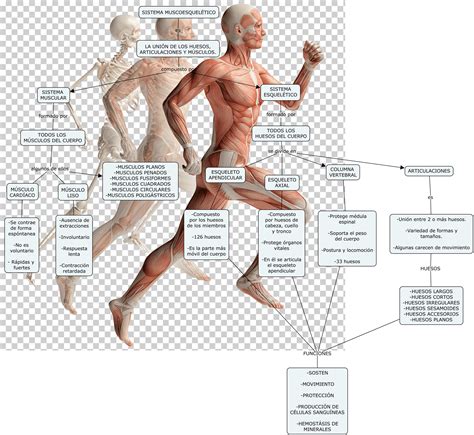Sistema Musculo Esqueletico Mapa Conceptual Actualizado Noviembre
