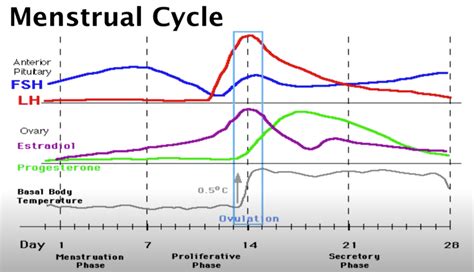 Menstrual Cycle And Training The Female Athlete — Miles Kempton
