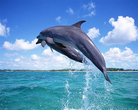 ~♥ Dolphins ♥ ~ Dolphins Wallpaper 10346708 Fanpop