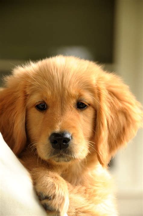 Beautiful Golden Retriever Puppy Golden Retrievers The Most Loving