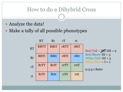 (he studied seven traits in all.) when either of these traits was studied individually, the phenotypes segregated in the classical 3:1 ratio among the progeny of a monohybrid cross (figure \(\pageindex{2}\)), with ¾ of the seeds green and ¼ yellow in one cross, and ¾ round and ¼ wrinkled in the other cross. genetics - Dihybrid cross question - Biology Stack Exchange