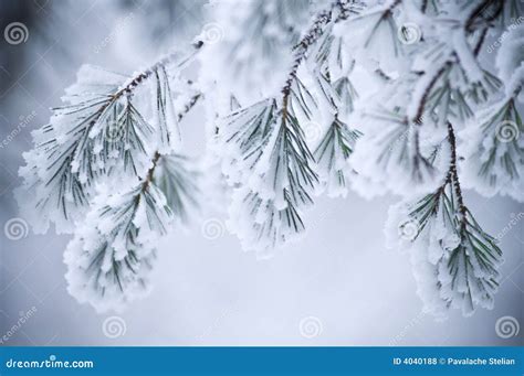 Snow Covered Leaves In Winter Royalty Free Stock Photos Image 4040188