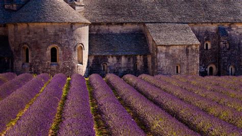 Bing Hd Wallpaper Jul 12 2018 Provence Blooms With Lavender At