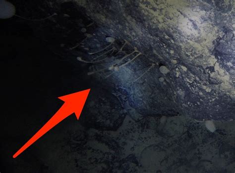 Scientists Use Go Pro To Go 4000 Feet Below Ice To Find Alien Stalk
