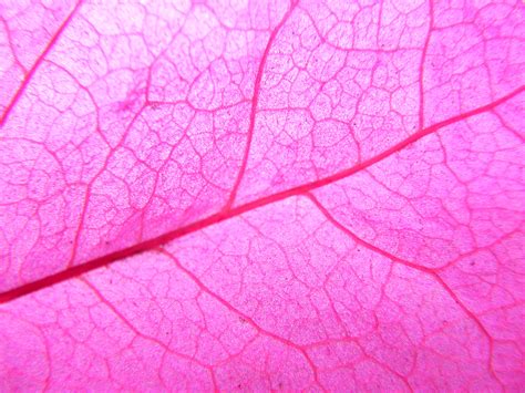 Free Images Branch Structure Plant Texture Leaf Petal Pattern
