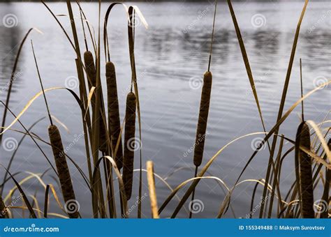 Dry Cattail On The Background Of The Pond Stock Photo Image Of Leaves