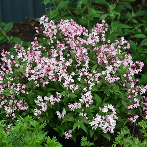 Drought Tolerant Deutzia Shrubs at Lowes.com