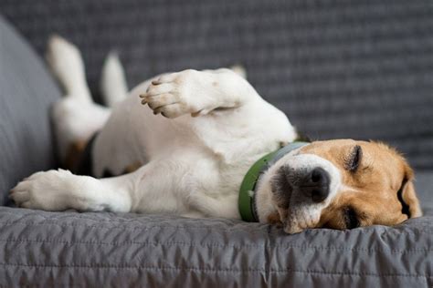 Waarom Slaapt Mijn Hond Veel • Gelukkige Honden