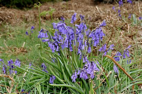 Common Bluebell Hyacinthoides Non Scripta Taken At A Loc Flickr