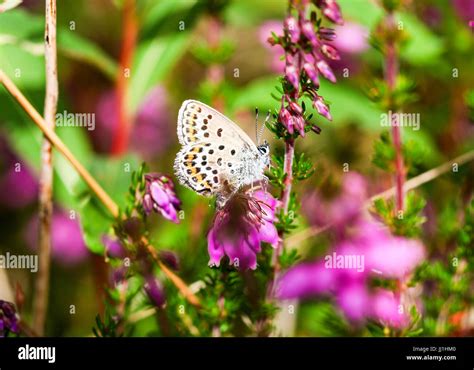 Silver Studded Blue Butterfly Plebejus Argus Prees Heath Common