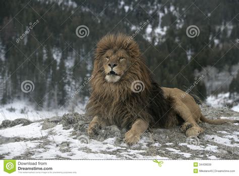 Tige vs lion fights ,real fight of lion and tiger, lion vs tiger, tiger tryto escape. Barbary Lion, Panthera Leo Leo Stock Image - Image of ...