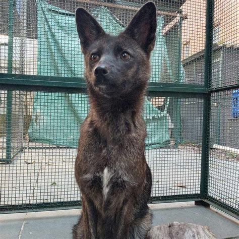Mysterious Dog Fox Hybrid Dogxim Is World First The Animal Rescue