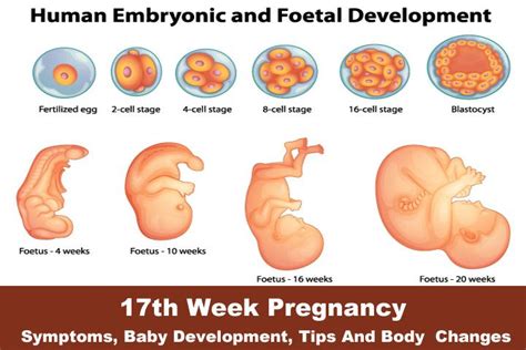 Weeks Pregnant Symptoms Baby Development Tips And Body Changes