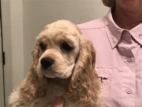 American Cocker Spaniel Puppies For Sale Lakeland Fl 291023