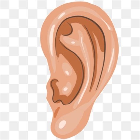 Download High Quality Ear Clipart Vector Transparent Png Images Art