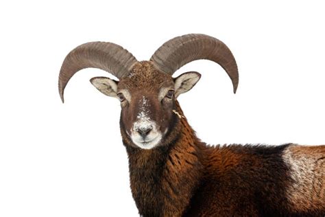 2900 Mouflon Stock Photos Pictures And Royalty Free Images Istock