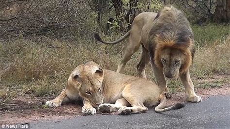 Lioness Bats Away Lusty Mate After He Bites Her In The Rear To Get Her In The Mood Daily Mail