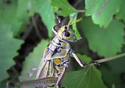 Generally, if you want a lush garden, at least in our neck of the woods, learning how to get rid of grasshoppers is critical. How to get rid of Grasshoppers, kill Caelifera and solve ...