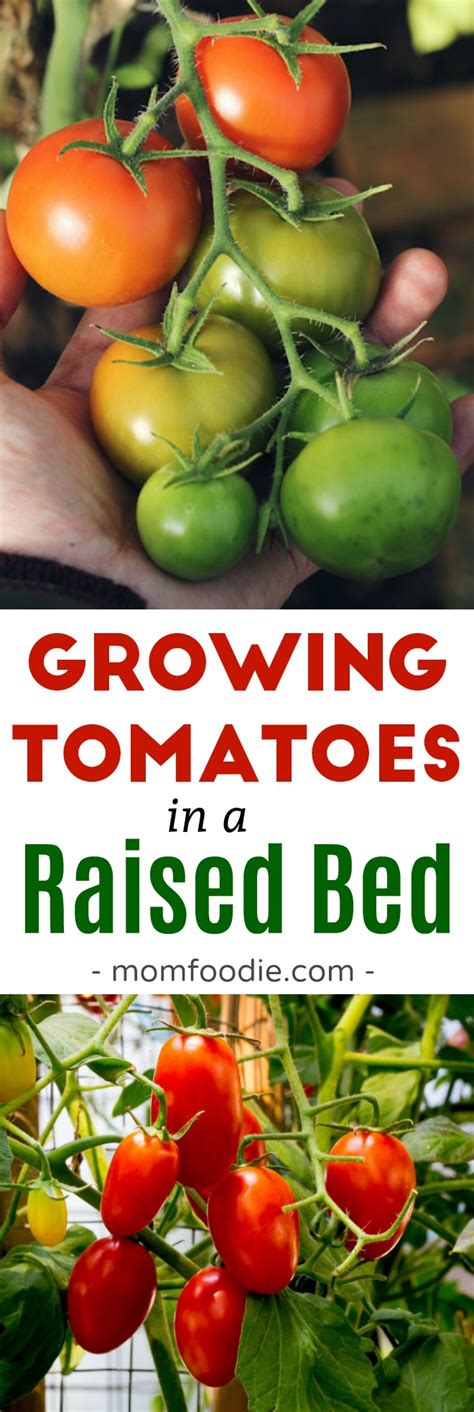 How To Grow Tomatoes In A Raised Bed Mom Foodie