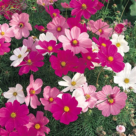 Coarse, rangy growth can be controlled by pinching out the branch tips. Cosmos Dwarf Sonata Mixed 20 large plug plants from Mr ...