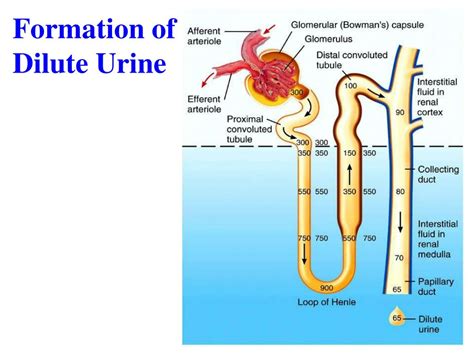 Ppt Urinary System Powerpoint Presentation Free Download Id6880197
