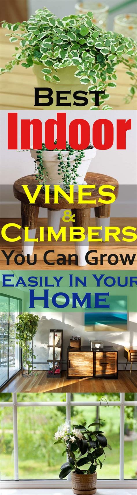Coming from the warm climate of south africa, the. 11 Best Indoor Vines And Climbers You Can Grow Easily In ...