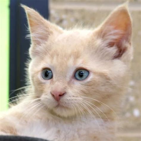 Tabby cats make fantastic pets for the younger family members as well as adults. Hi, I'm Nugget! I'm a 2 month old neutered male fawn tabby ...
