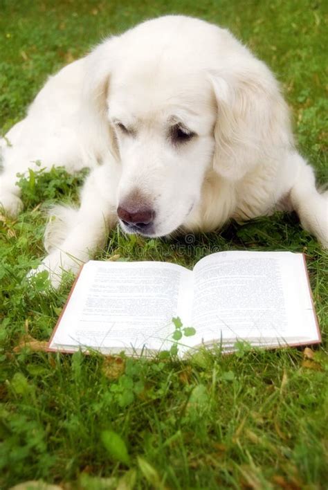 Dog Reading A Book Stock Image Image Of Book Active 7990175