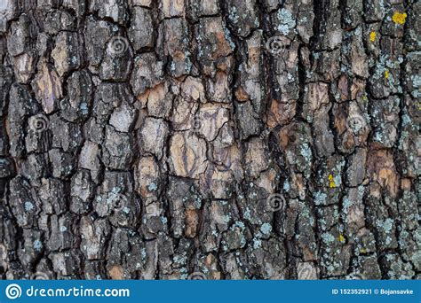 closeup-embossed-tree-bark-texture-for-background-or-overlay-stock-image-image-of-closeup