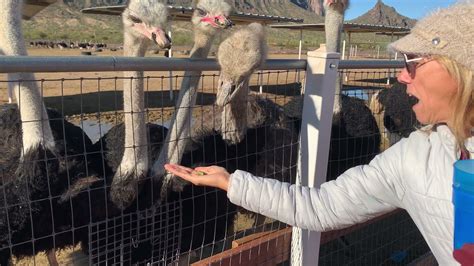 Feeding The Ostriches At The Rooster Cogburn Ostrich Ranch Youtube