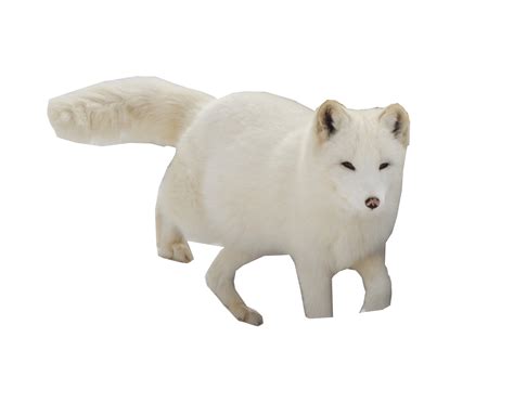 White Fox Png White Arctic Fox Transparent Png All Vector Nona
