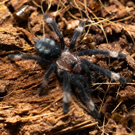 Venezuelan Suntiger Slings Tarantula By Arachnid Shop Morphmarket