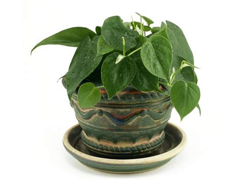 Now that you have typical plants down, how about cacti? Small Indoor Plants To Decorate House - Boldsky.com