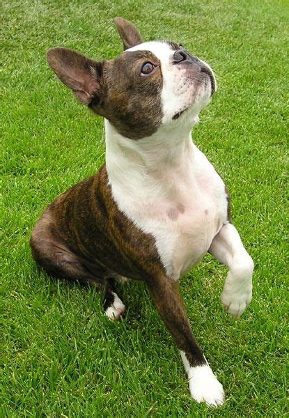 History of border terriers in australia. Brindle Boston Terrier | Chien, Boston, Histoire d'amour