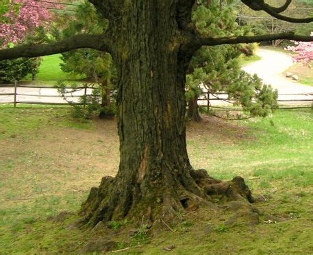 Plant the tree in a wide, shallow container, using an open soil mix with plenty of sand to allow the severed roots to sprout. Root flare | Taking Place In The Trees