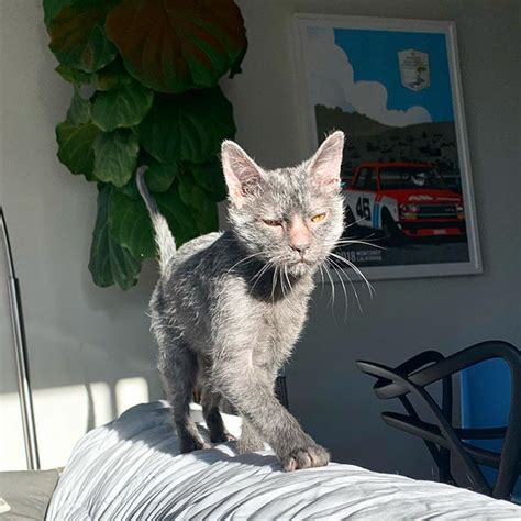 Sphynx cattery in southern california selling sphynx and lykoi cats/kittens, f1 outcrosses. Grey Moon Lykoi California (@greymoonlykoi) • Instagram ...