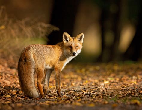 Foxes Were Domesticated During The Bronze Age •