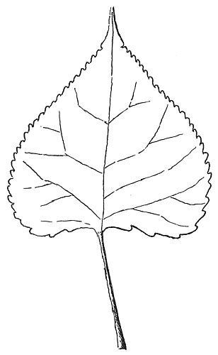Example Of Leaf Of Eastern Cottonwood