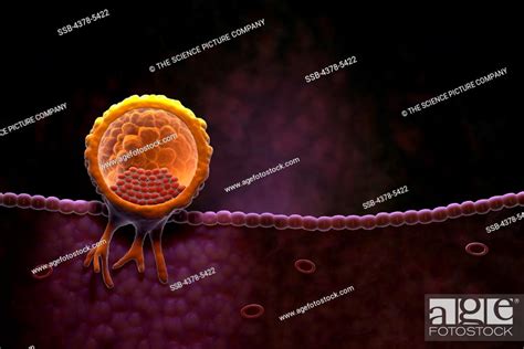 Implanting Blastocyst Stock Photo Picture And Rights Managed Image
